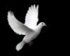 ladydove